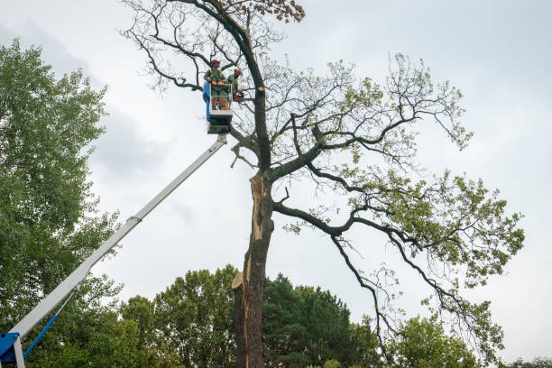 Best Arborist Consultation Services  in Folcroft, PA