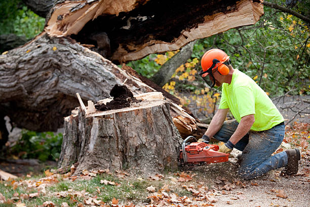 Best Tree Disease Treatment  in Folcroft, PA