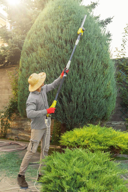 Best Palm Tree Trimming  in Folcroft, PA